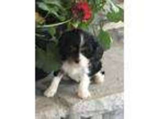 Cavalier King Charles Spaniel Puppy for sale in Mayslick, KY, USA