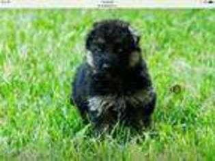 German Shepherd Dog Puppy for sale in Whiteland, IN, USA