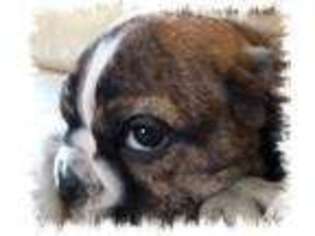 Bulldog Puppy for sale in BRECKENRIDGE, MI, USA