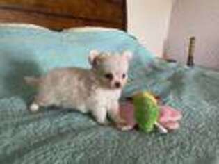 Chihuahua Puppy for sale in Muncie, IN, USA