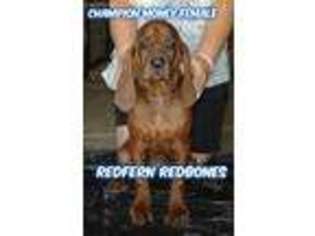 Redbone Coonhound Puppy for sale in Waldron, AR, USA