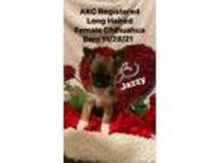 Chihuahua Puppy for sale in Washington, IN, USA