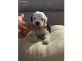 Old English Sheepdog Puppy for sale in Broomfield, CO, USA