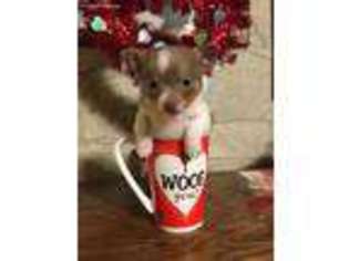 Chihuahua Puppy for sale in Rowdy, KY, USA
