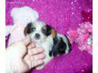 Biewer Terrier Puppy for sale in Greenville, SC, USA