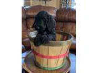Goldendoodle Puppy for sale in Carp Lake, MI, USA