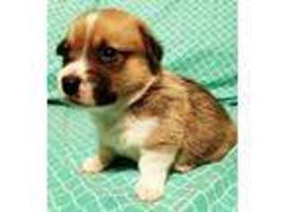 Pembroke Welsh Corgi Puppy for sale in Polk City, FL, USA