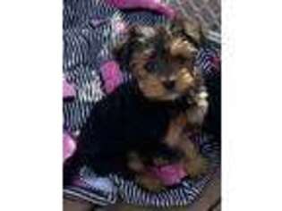 Yorkshire Terrier Puppy for sale in Rhinebeck, NY, USA