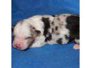 Mutt Puppy for sale in Hillsdale, MI, USA
