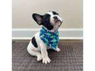 French Bulldog Puppy for sale in Stokesdale, NC, USA