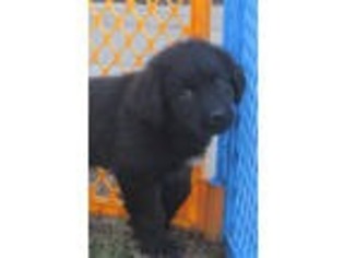 Newfoundland Puppy for sale in Rollinsford, NH, USA