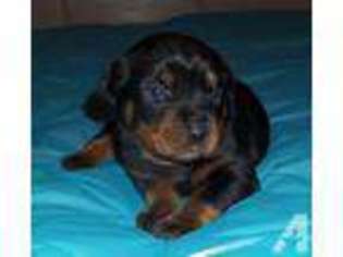 Rottweiler Puppy for sale in GAINESVILLE, FL, USA