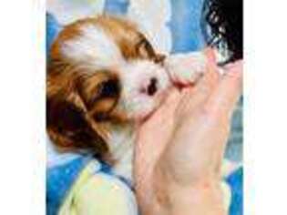 Cavalier King Charles Spaniel Puppy for sale in Manalapan, NJ, USA