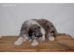 Mutt Puppy for sale in Rittman, OH, USA