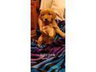 Golden Retriever Puppy for sale in Sylva, NC, USA