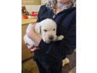 Labrador Retriever Puppy for sale in Holland, MI, USA