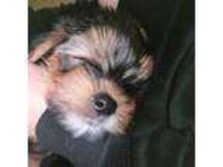 Yorkshire Terrier Puppy for sale in Phoenix, AZ, USA