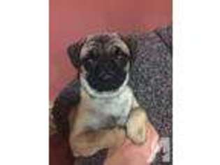 Pug Puppy for sale in SAND SPRINGS, OK, USA