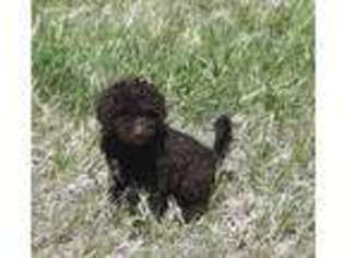 Labradoodle Puppy for sale in Franktown, CO, USA