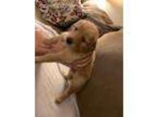 Golden Retriever Puppy for sale in Beaumont, TX, USA