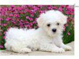 Maltese Puppy for sale in Lancaster, PA, USA