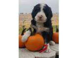 Mutt Puppy for sale in Eureka, MT, USA