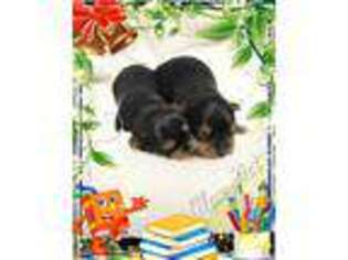 Yorkshire Terrier Puppy for sale in Texarkana, AR, USA