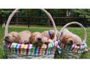 Labradoodle Puppy for sale in Rockingham, NC, USA