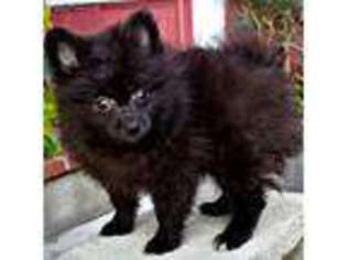 Pomeranian Puppy for sale in Paramount, CA, USA