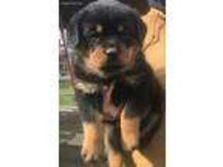 Rottweiler Puppy for sale in Mount Blanchard, OH, USA