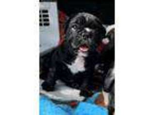 Bulldog Puppy for sale in Durham, NC, USA