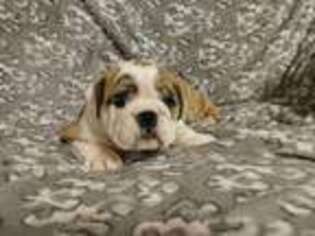 Bulldog Puppy for sale in Hartsville, SC, USA
