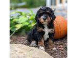 Mutt Puppy for sale in Worcester, MA, USA