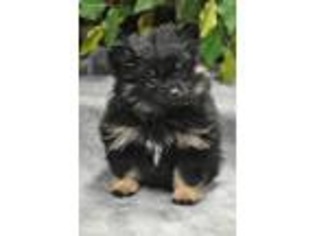 Pomeranian Puppy for sale in Bowling Green, KY, USA