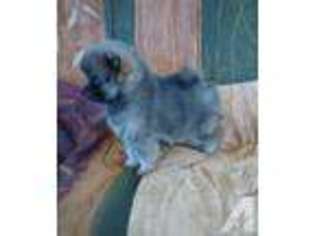 Pomeranian Puppy for sale in PHELAN, CA, USA
