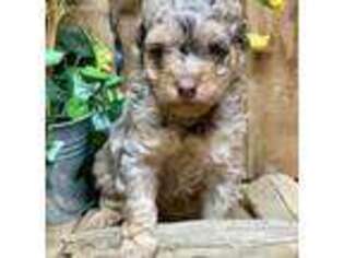 Mutt Puppy for sale in Albertville, AL, USA