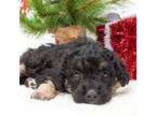 Mutt Puppy for sale in Mason, WI, USA