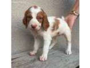 Brittany Puppy for sale in Driftwood, TX, USA