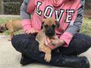 Great Dane Puppy for sale in Evart, MI, USA
