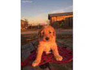 Goldendoodle Puppy for sale in Celina, TX, USA