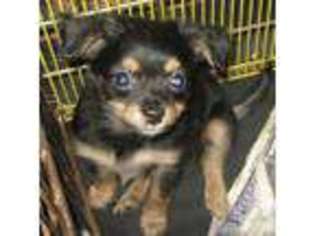 Chihuahua Puppy for sale in SIMMS, TX, USA