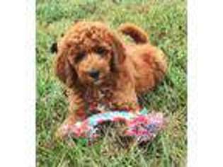 Goldendoodle Puppy for sale in Salina, KS, USA
