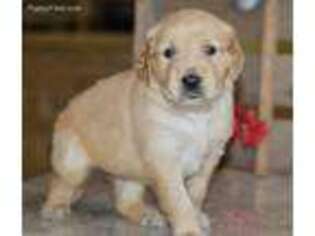 Golden Retriever Puppy for sale in Anderson, MO, USA