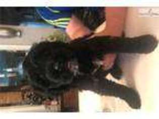 Portuguese Water Dog Puppy for sale in Houston, TX, USA