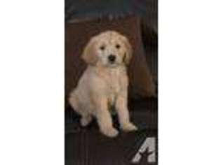 Labradoodle Puppy for sale in HUNTINGTON STATION, NY, USA