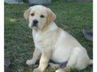 Labrador Retriever Puppy for sale in Fairfax, VA, USA