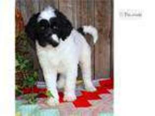 Labradoodle Puppy for sale in Abilene, TX, USA