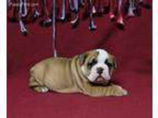 Bulldog Puppy for sale in Kokomo, IN, USA