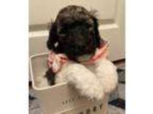 Mutt Puppy for sale in Jamestown, ND, USA