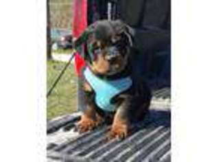 Rottweiler Puppy for sale in Austin, TX, USA